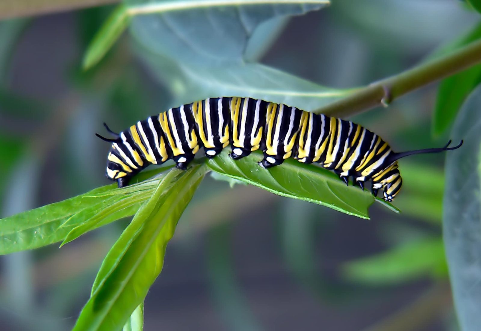 Monarch-larva-Bernard-Spragg.-NZ-Flickr-PD Monarch-larva-Bernard-Spragg.-NZ-Flickr-PD